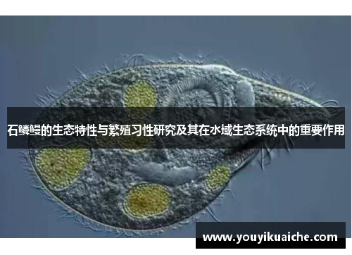 石鳞鳗的生态特性与繁殖习性研究及其在水域生态系统中的重要作用